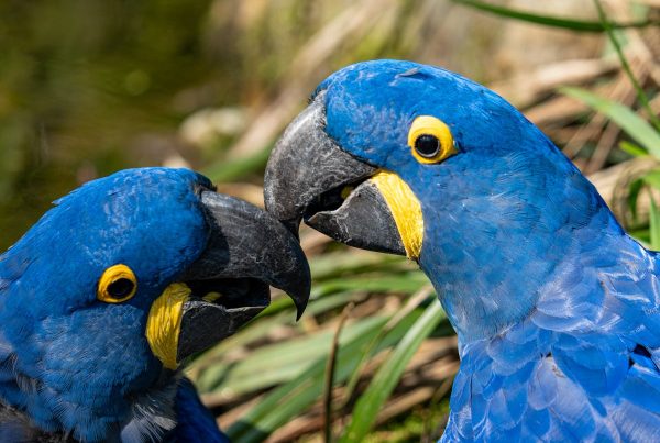 These Fun Facts About Birds